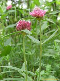 Attēlu rezultāti vaicājumam “Trifolium alpestre”