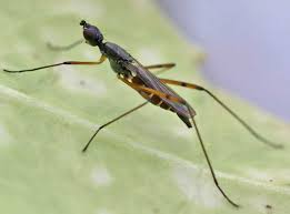 Attēlu rezultāti vaicājumam “Micropezidae”