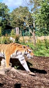 Image result for Blackpool Tiggers