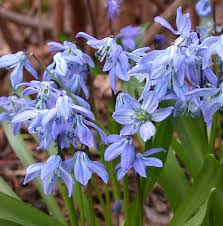 Attēlu rezultāti vaicājumam “Scilla siberica bud”