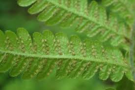 Attēlu rezultāti vaicājumam “Phegopteris connectilis”