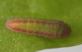 Attēlu rezultāti vaicājumam “Lycaena phlaeas underside”