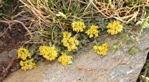 Image result for Alyssum diffusum