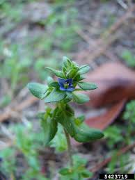 Attēlu rezultāti vaicājumam “Veronica arvensis”