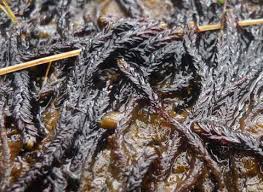 Attēlu rezultāti vaicājumam “Scorpidium cossonii”