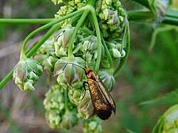 Attēlu rezultāti vaicājumam “Adela cuprella”
