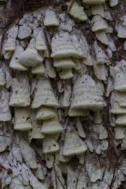 Attēlu rezultāti vaicājumam “Antrodia xantha”