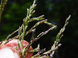 Attēlu rezultāti vaicājumam “Glyceria maxima fruit”