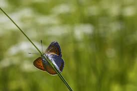 Attēlu rezultāti vaicājumam “Lycaena dispar underside”