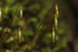 Attēlu rezultāti vaicājumam “Mnium hornum sporophyte”
