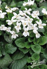 Image result for Viola odorata