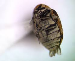 Attēlu rezultāti vaicājumam “Dermestidae”