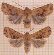 Attēlu rezultāti vaicājumam “Conistra rubiginea”