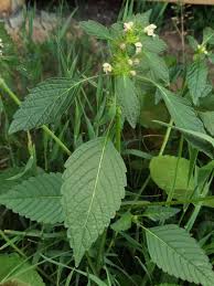 Attēlu rezultāti vaicājumam “Galeopsis tetrahit”