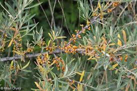 Attēlu rezultāti vaicājumam “Hippophae rhamnoides”