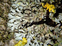 Attēlu rezultāti vaicājumam “Phaeophyscia orbicularis”