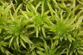 Attēlu rezultāti vaicājumam “Sphagnum riparium”