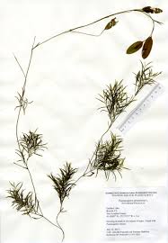 Attēlu rezultāti vaicājumam “Potamogeton gramineus”