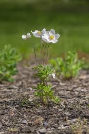 Attēlu rezultāti vaicājumam “Anemone sylvestris leaf”