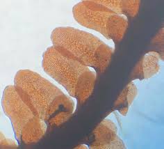 Attēlu rezultāti vaicājumam “Diplophyllum albicans”