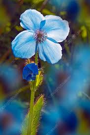 Image result for Meconopsis betonicifolia