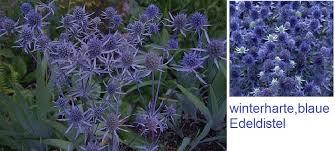 Image result for Edeldistel