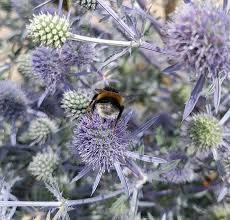 Image result for Edeldistel