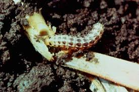 Attēlu rezultāti vaicājumam “Hydraecia micacea”