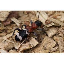 Attēlu rezultāti vaicājumam “Thanasimus formicarius”