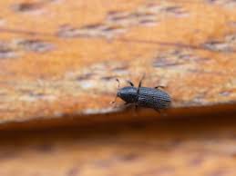 Attēlu rezultāti vaicājumam “Hylastes sp.”