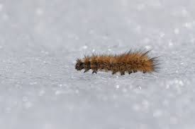 Attēlu rezultāti vaicājumam “Phragmatobia fuliginosa”