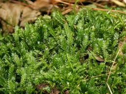 Attēlu rezultāti vaicājumam “Fissidens bryoides sporophyte”