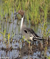 Attēlu rezultāti vaicājumam “Anas acuta male”