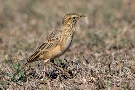 Image result for Anthus godlewskii