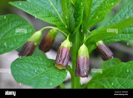 Attēlu rezultāti vaicājumam “Scopolia carniolica flower”