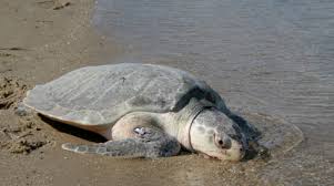 Image result for Lepidochelys kempii
