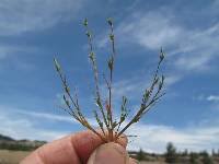 Attēlu rezultāti vaicājumam “Juncus bufonius bud”