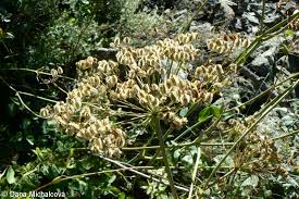 Attēlu rezultāti vaicājumam “Laserpitium latifolium leaf”