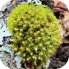 Attēlu rezultāti vaicājumam “Ulota crispa”