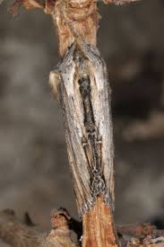 Attēlu rezultāti vaicājumam “Cucullia lucifuga larva”