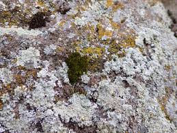 Attēlu rezultāti vaicājumam “Syntrichia virescens”