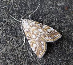 Attēlu rezultāti vaicājumam “Elophila nymphaeata”