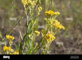 Attēlu rezultāti vaicājumam “Helichrysum arenarium bud”