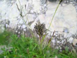 Attēlu rezultāti vaicājumam “Sesleria caerulea”