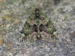 Attēlu rezultāti vaicājumam “Chloroclysta siterata”