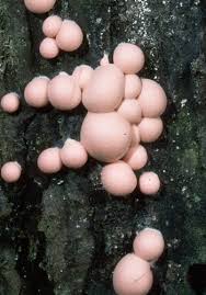 Attēlu rezultāti vaicājumam “Lycogala sp.”