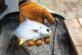 Image result for Trachinotus carolinus