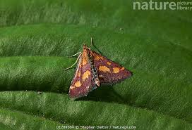 Attēlu rezultāti vaicājumam “Pyrausta purpuralis”
