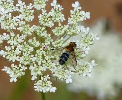 Attēlu rezultāti vaicājumam “Leucozona glaucia”