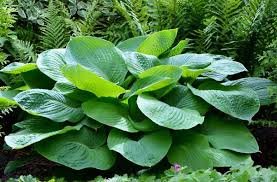 Attēlu rezultāti vaicājumam “Hosta sp.”